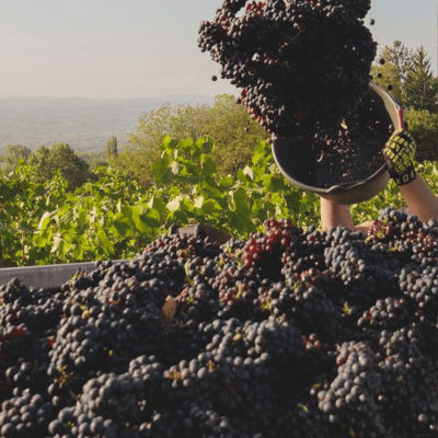 vendemmia(2)